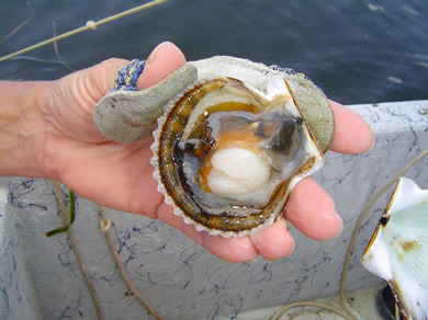 Scallop 